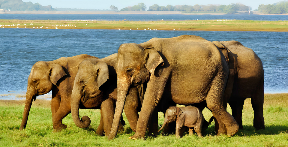 Sri Lanka Diwali Getaway – Explore the Pearl of the Indian Ocean