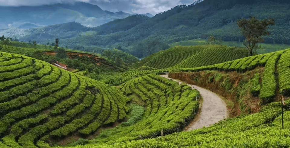 Kerala Bliss: Tea Gardens, Wildlife & Houseboats