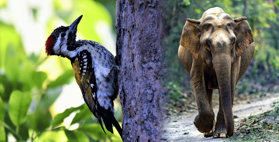 Nanital  Tour Package 