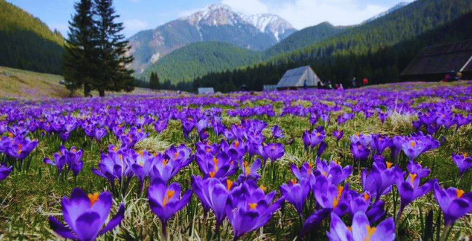 Kashmir Tour Package – Paradise on Earth