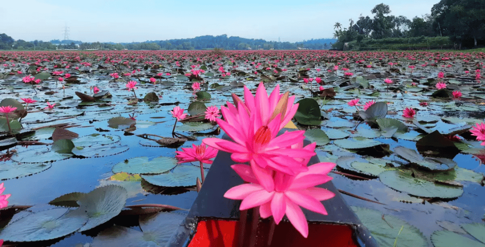 Kerala Bliss: Tea Gardens, Wildlife & Houseboats