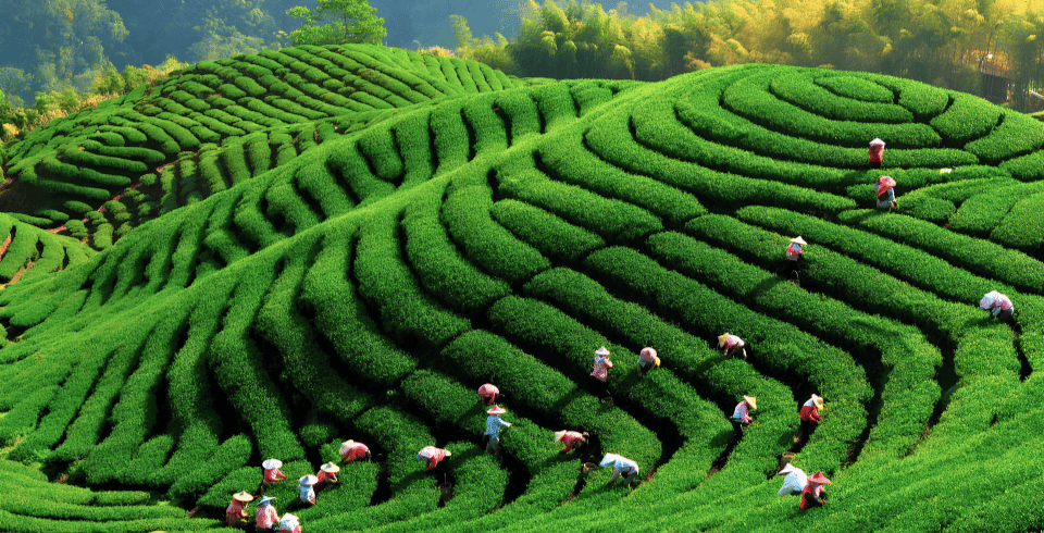 God’s Own Nature – Hills, Wildlife & Backwaters | 4 Nights / 5 Days