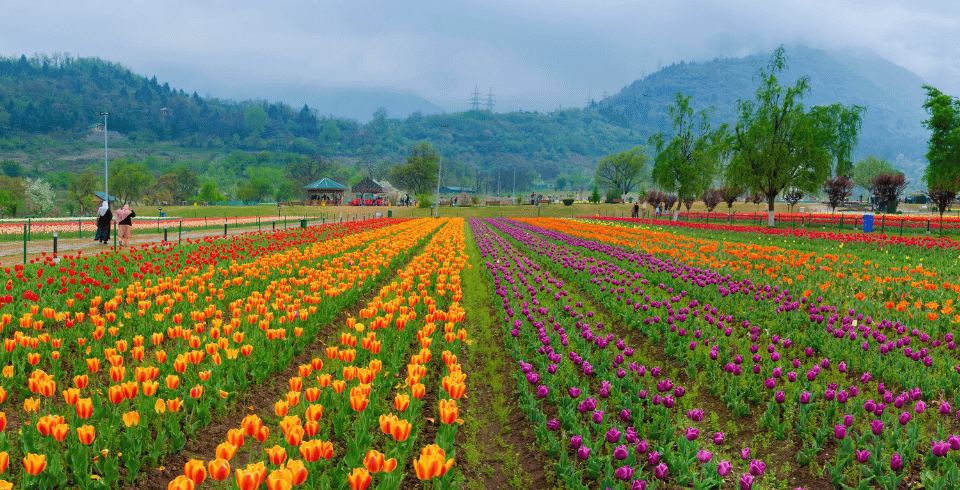 Kashmir Tour Package – Paradise on Earth